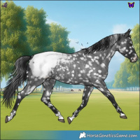 Horse Color:Blue Roan Snowcap 