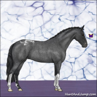 Horse Color:Blue Roan Appaloosa 