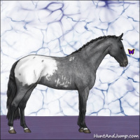 Horse Color:Blue Roan Snowcap 