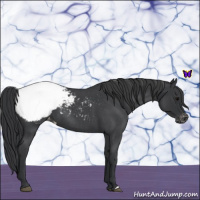 Horse Color:Blue Roan Snowcap 