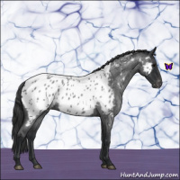 Horse Color:Blue Roan Near Leopard 