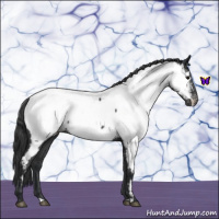 Horse Color:Blue Roan Near Fewspot 