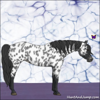 Horse Color:Blue Roan Near Leopard