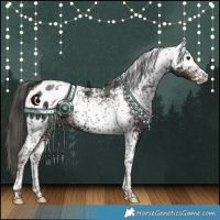 Horse Color:White Spotted Liver Chestnut Appaloosa 