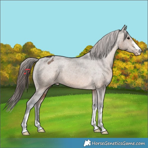 Horse Color:Brown Dun Appaloosa 