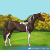 Horse Color:Liver Chestnut Tobiano Rabicano 