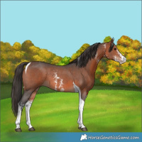 Horse Color:Bay Sabino Tobiano Rabicano 