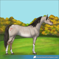 Horse Color:Liver Red Dun Roan Tobiano Rabicano
