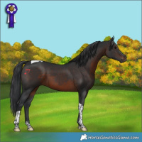 Horse Color:Brown Tobiano