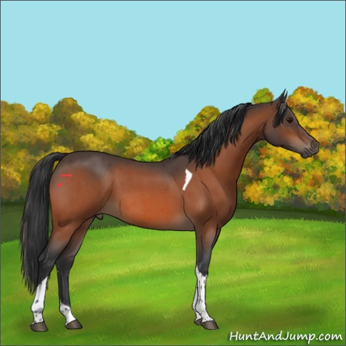 Horse Color:Bay Roan Tobiano Rabicano 