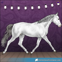 Horse Color:Blue Roan Appaloosa