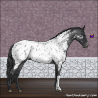 Horse Color:Blue Roan Appaloosa 