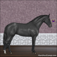 Horse Color:Blue Roan Appaloosa 