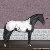 Horse Color:Blue Roan Near Fewspot 