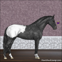 Horse Color:Blue Roan Snowcap 
