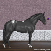 Horse Color:Blue Roan Tobiano Varnish 