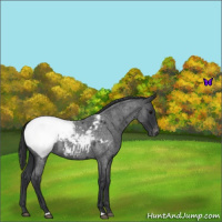 Horse Color:Blue Roan Snowcap 