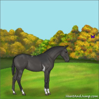 Horse Color:Black Tobiano 