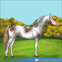 Horse Color:White Spotted Liver Chestnut 