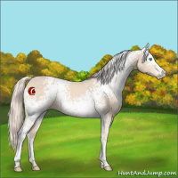 Horse Color:White Spotted Cremello 