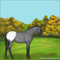 Horse Color:Blue Roan Snowcap 