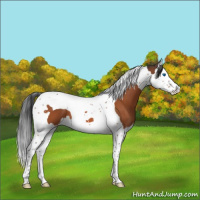 Horse Color:Bay Splash Tobiano 