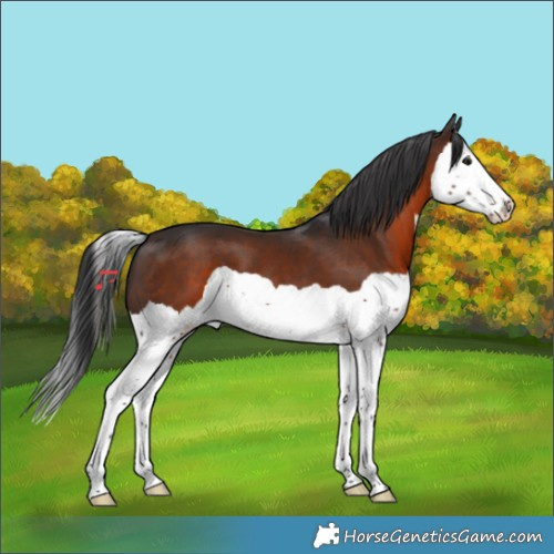 Horse Color:Brown Splash 