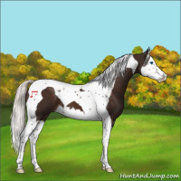 Horse Color:Silver Brown Splash Tobiano 