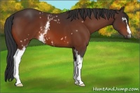 Horse Color:White Spotted Bay 