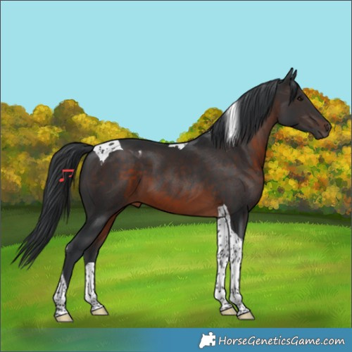 Horse Color:Brown Tobiano 