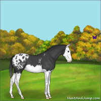 Horse Color:Blue Roan Splash Appaloosa 