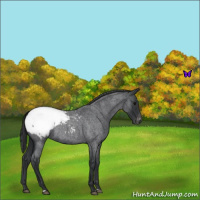 Horse Color:Blue Roan Appaloosa 