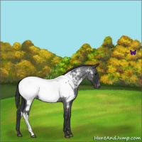 Horse Color:Blue Roan Appaloosa 