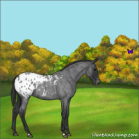 Horse Color:Blue Roan Appaloosa 