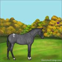 Horse Color:Blue Roan Appaloosa 