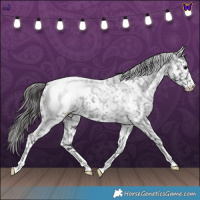 Horse Color:Blue Roan Snowcap 