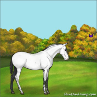 Horse Color:Blue Roan Near Fewspot 