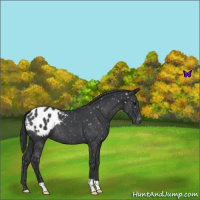 Horse Color:Blue Roan Appaloosa 