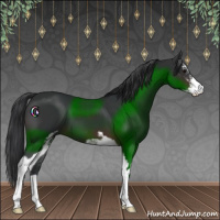 Horse Color:Brown Sabino 