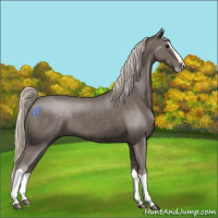 Horse Color:Silver Black Splash 