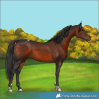 Horse Color:Brown Tobiano 