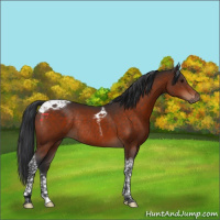 Horse Color:Bay Tobiano Rabicano 