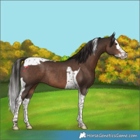 Horse Color:Liver Chestnut Splash Tobiano Rabicano