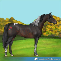 Horse Color:Brown Tobiano Rabicano 
