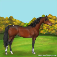 Horse Color:Brown Sabino Tobiano Rabicano