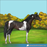 Horse Color:Brown Tobiano Rabicano 