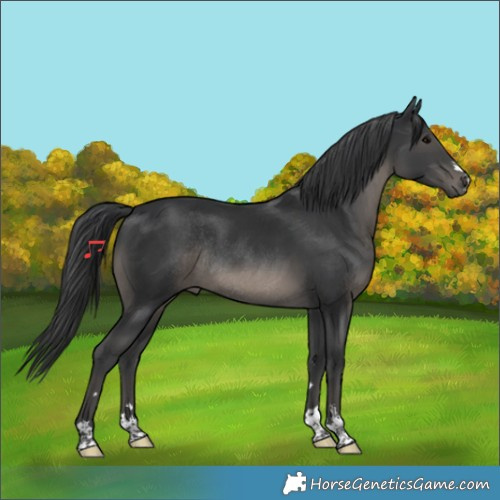 Horse Color:Black Rabicano 