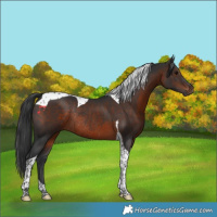 Horse Color:Brown Tobiano Rabicano