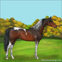 Horse Color:Brown Tobiano Rabicano