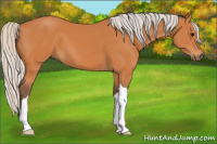 Horse Color:Silver Bay 